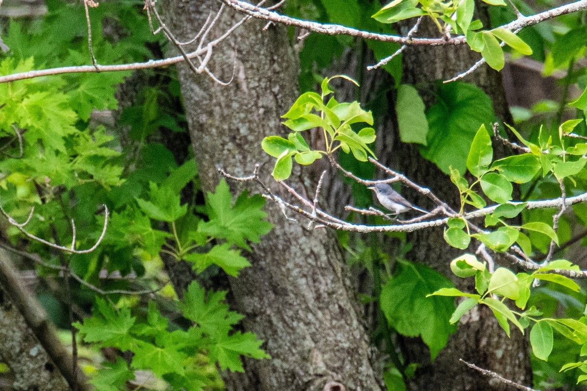 Blue-gray Gnatcatcher - ML620578840