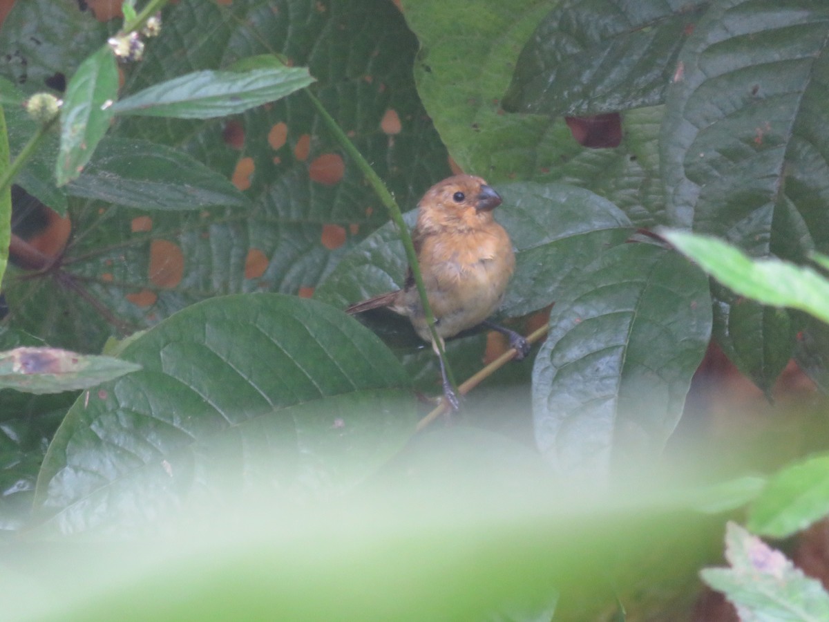 Variable Seedeater - ML620578843