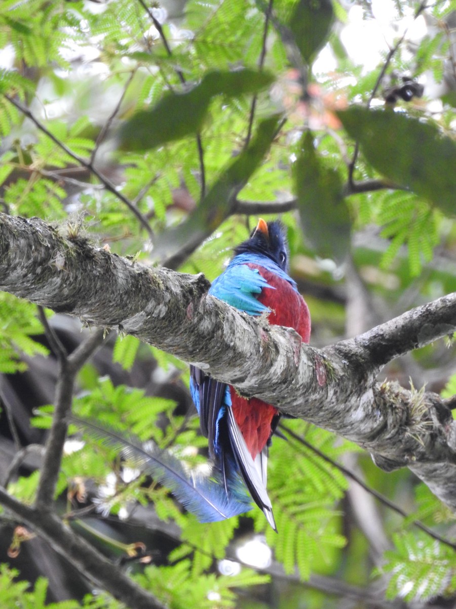 Resplendent Quetzal (Guatemalan) - ML620578846