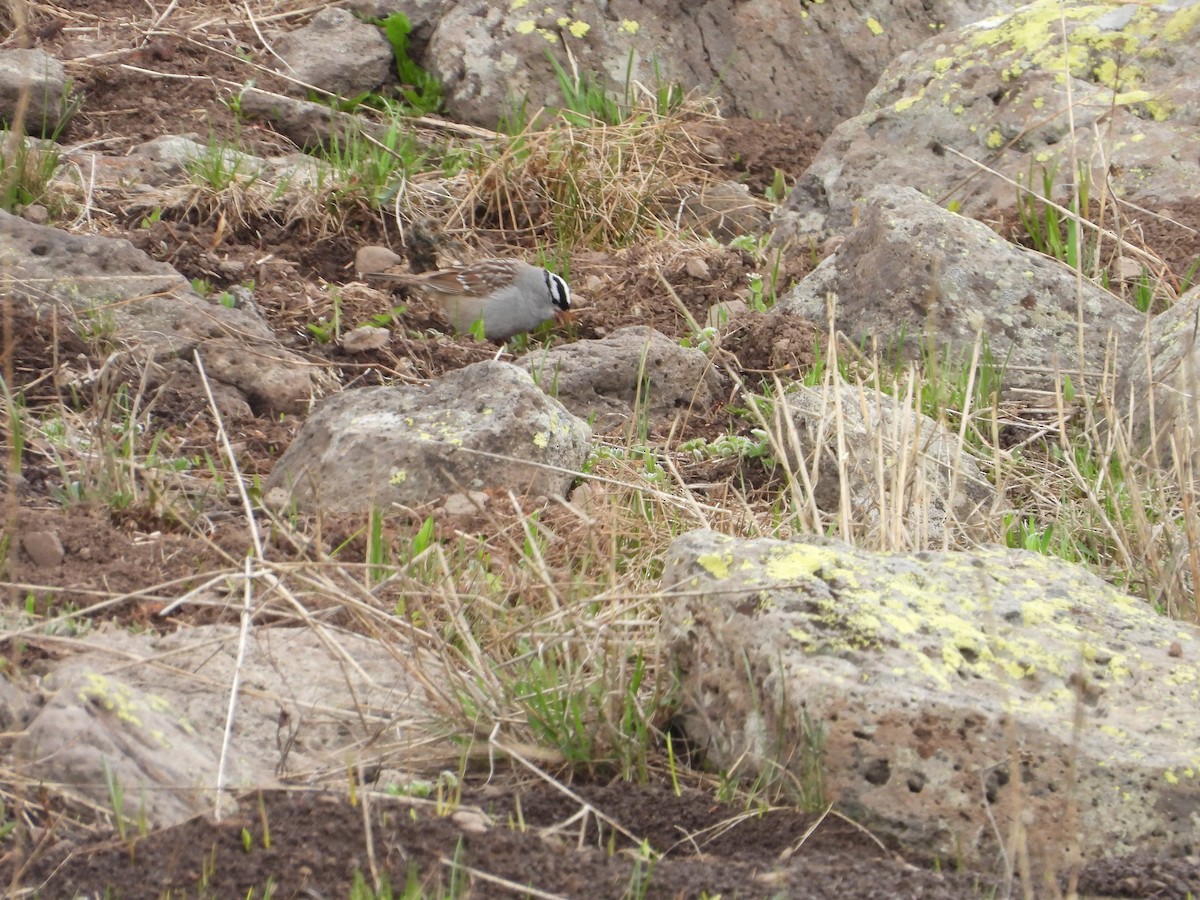 White-crowned Sparrow - ML620578855