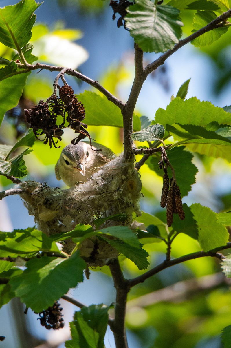 Western Warbling Vireo - ML620578857
