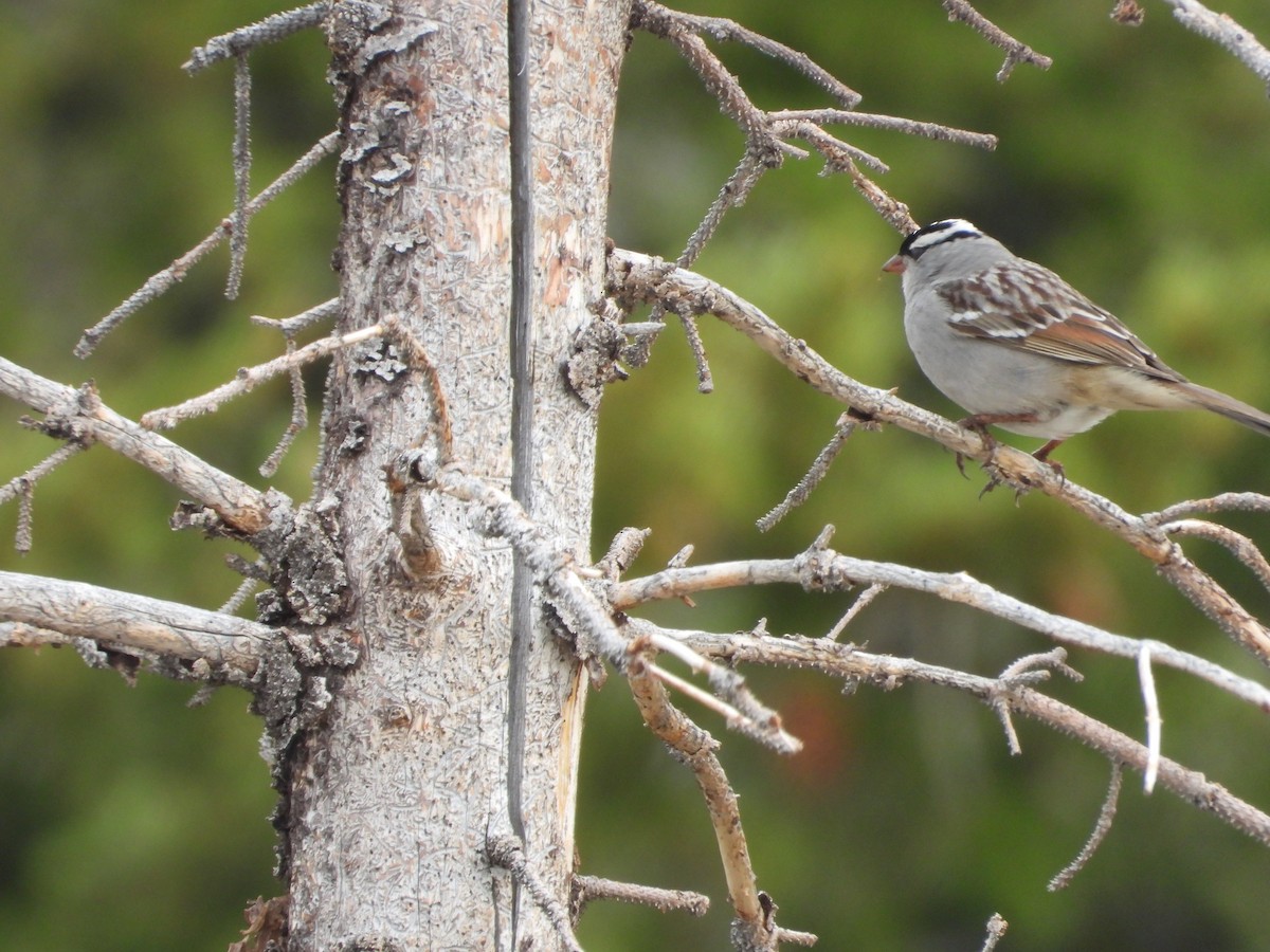 White-crowned Sparrow - ML620578861