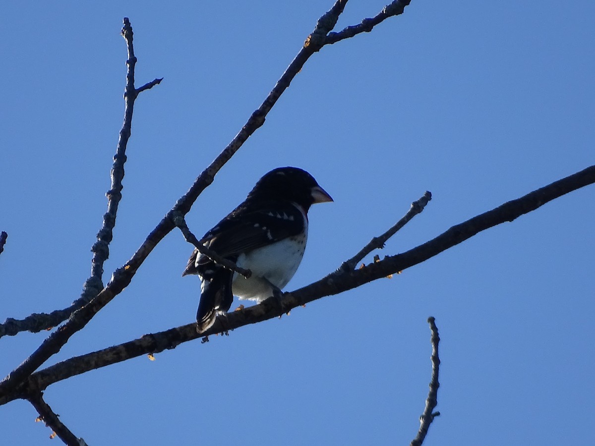 Rose-breasted Grosbeak - ML620578862