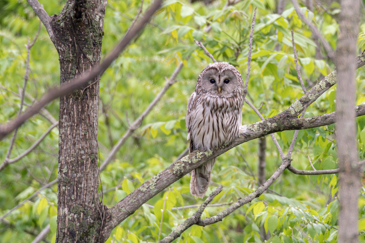 Ural Owl - ML620578863