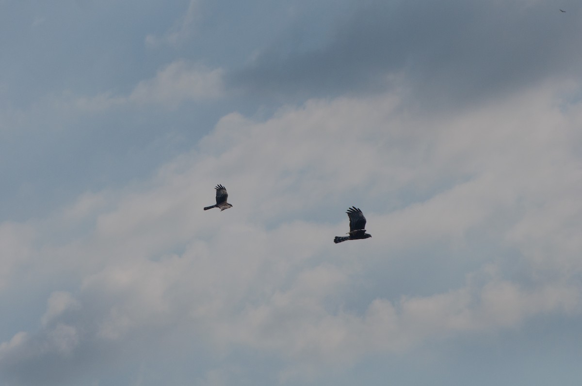 Long-winged Harrier - ML620578868