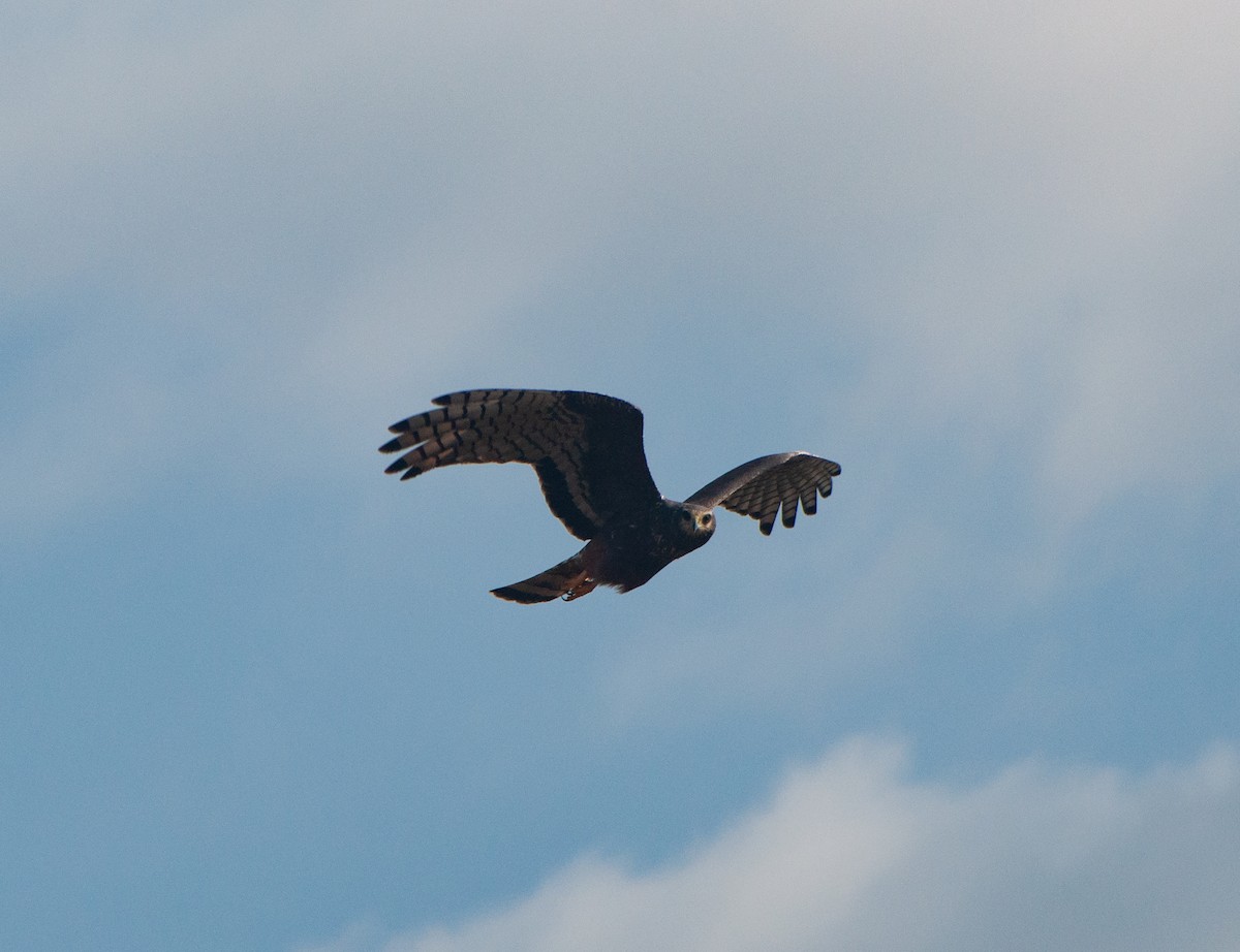 Long-winged Harrier - ML620578874