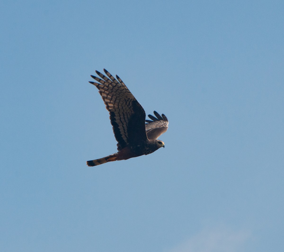 Long-winged Harrier - Alan Hentz