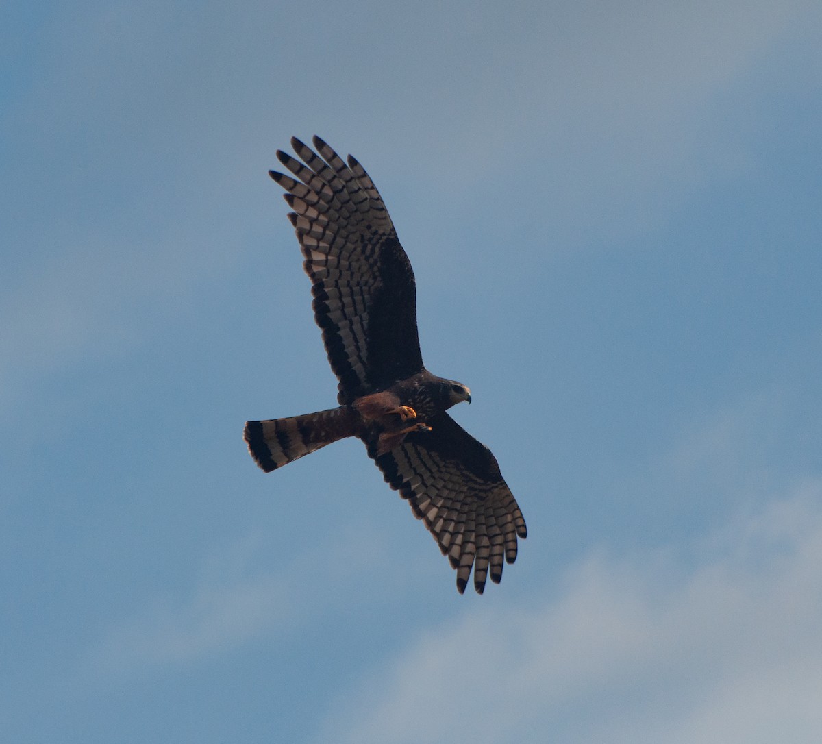 Long-winged Harrier - ML620578880