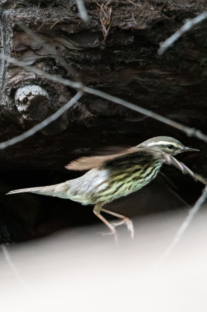 Northern Waterthrush - ML620578885