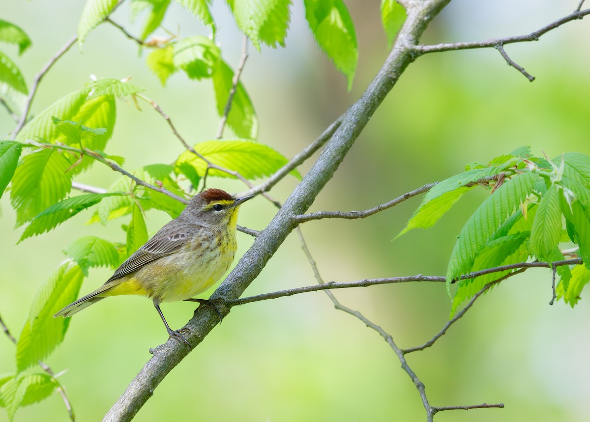 Palm Warbler - ML620578890