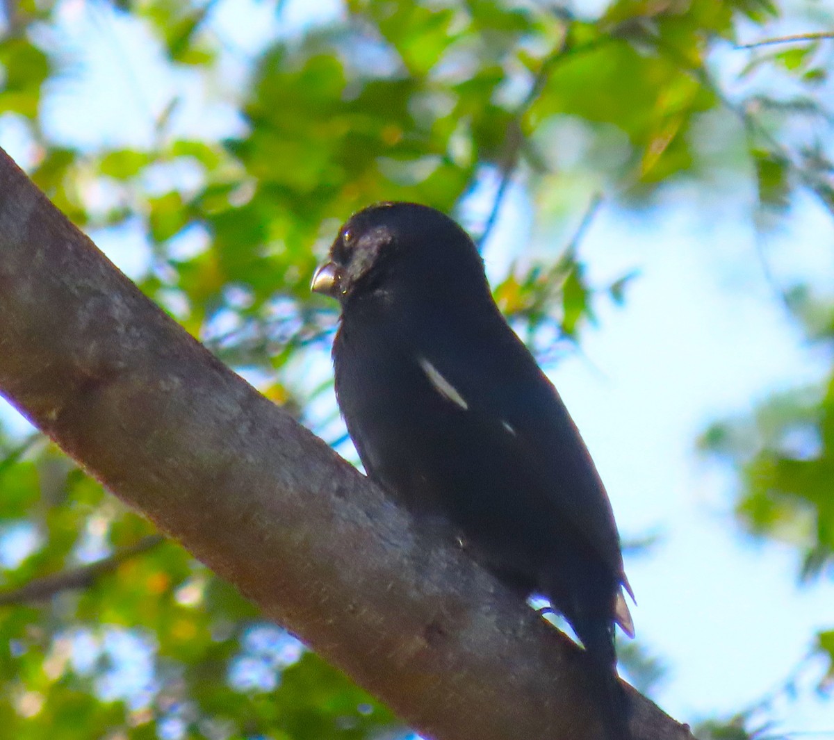 Cuban Bullfinch - ML620578895