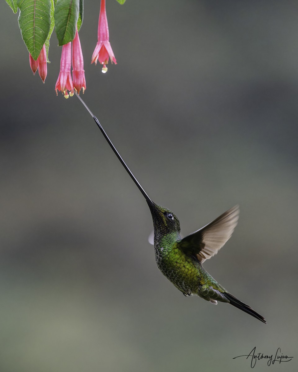 Sword-billed Hummingbird - ML620578896