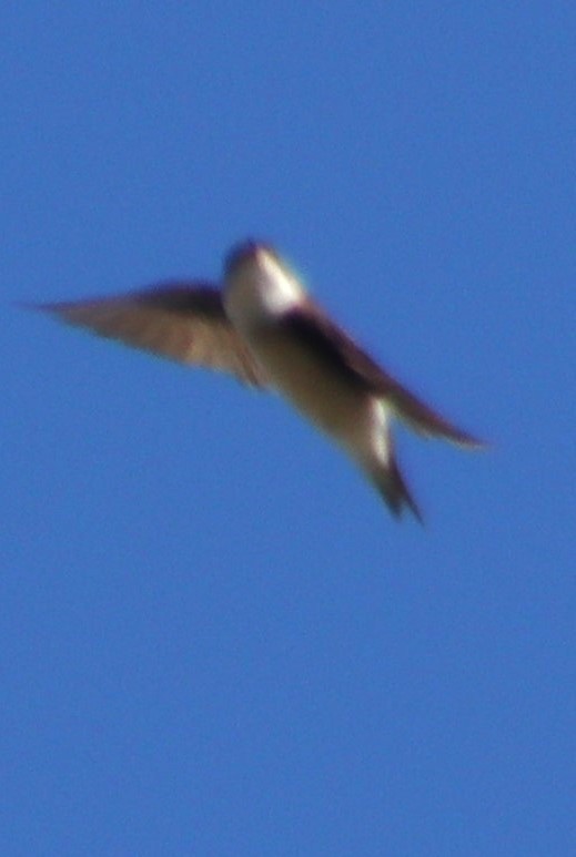 Tree Swallow - Marie Barnidge-McIntyre