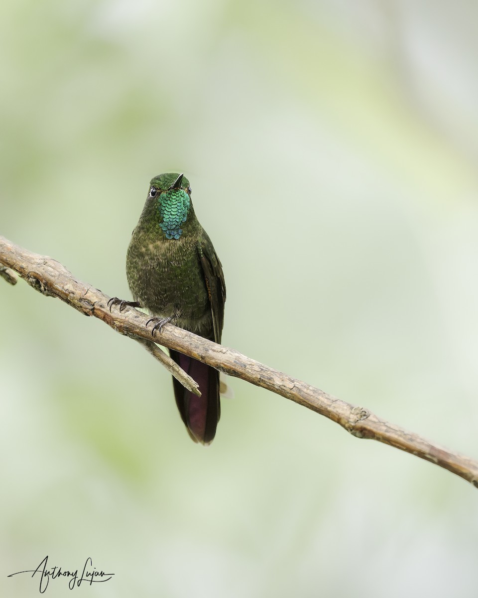 kolibřík dřišťálový - ML620578902