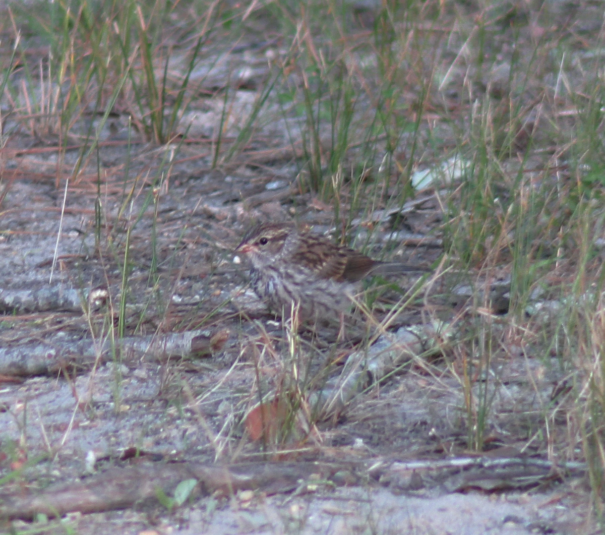 Chipping Sparrow - ML620578906