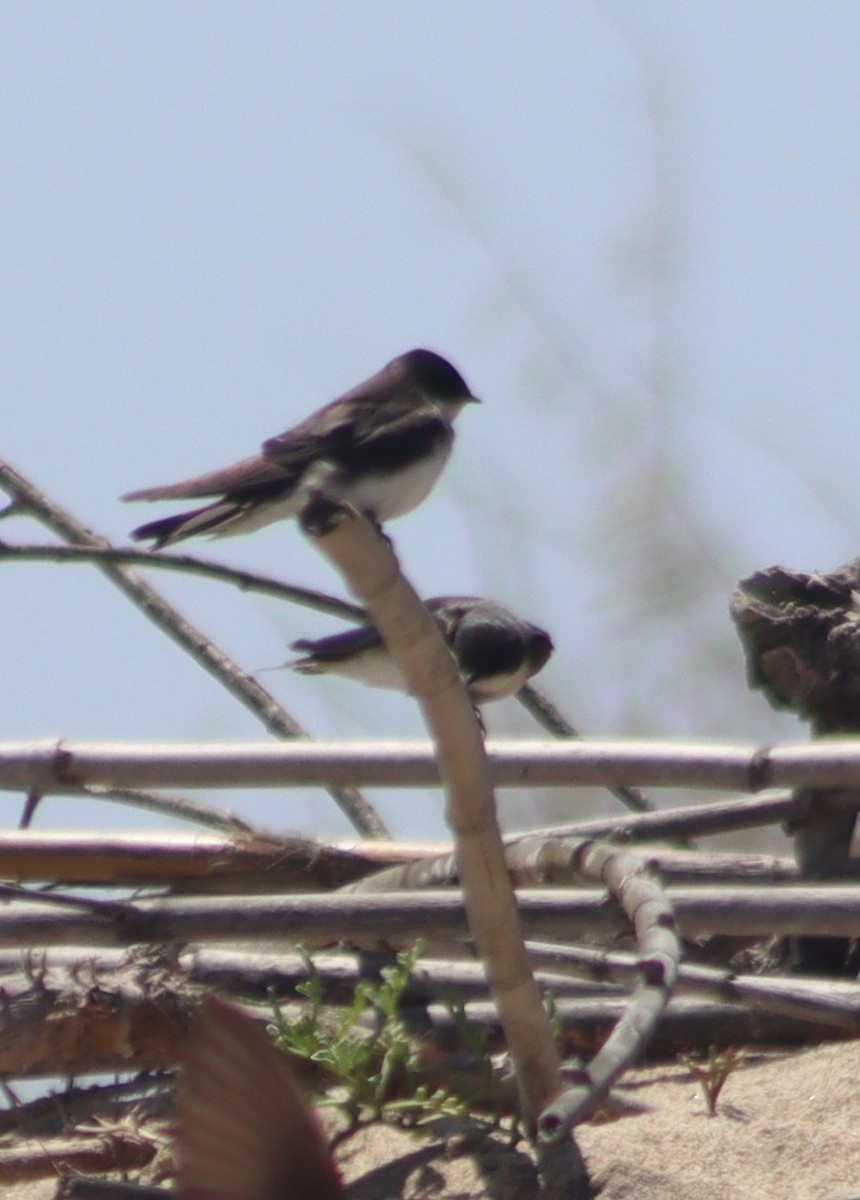 Golondrina Bicolor - ML620578908