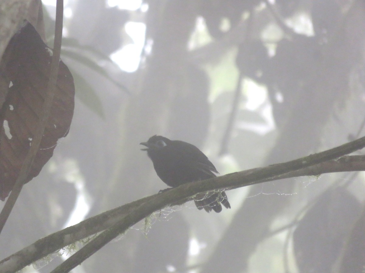 Panamáameisenvogel - ML620578909