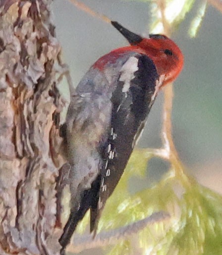 Red-breasted Sapsucker - ML620578917