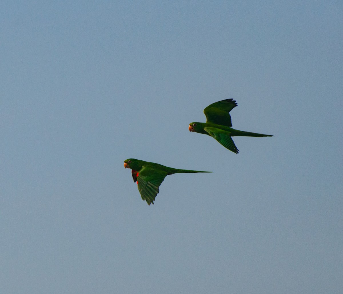 White-eyed Parakeet - ML620578925