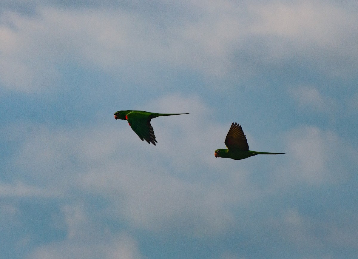 White-eyed Parakeet - ML620578926