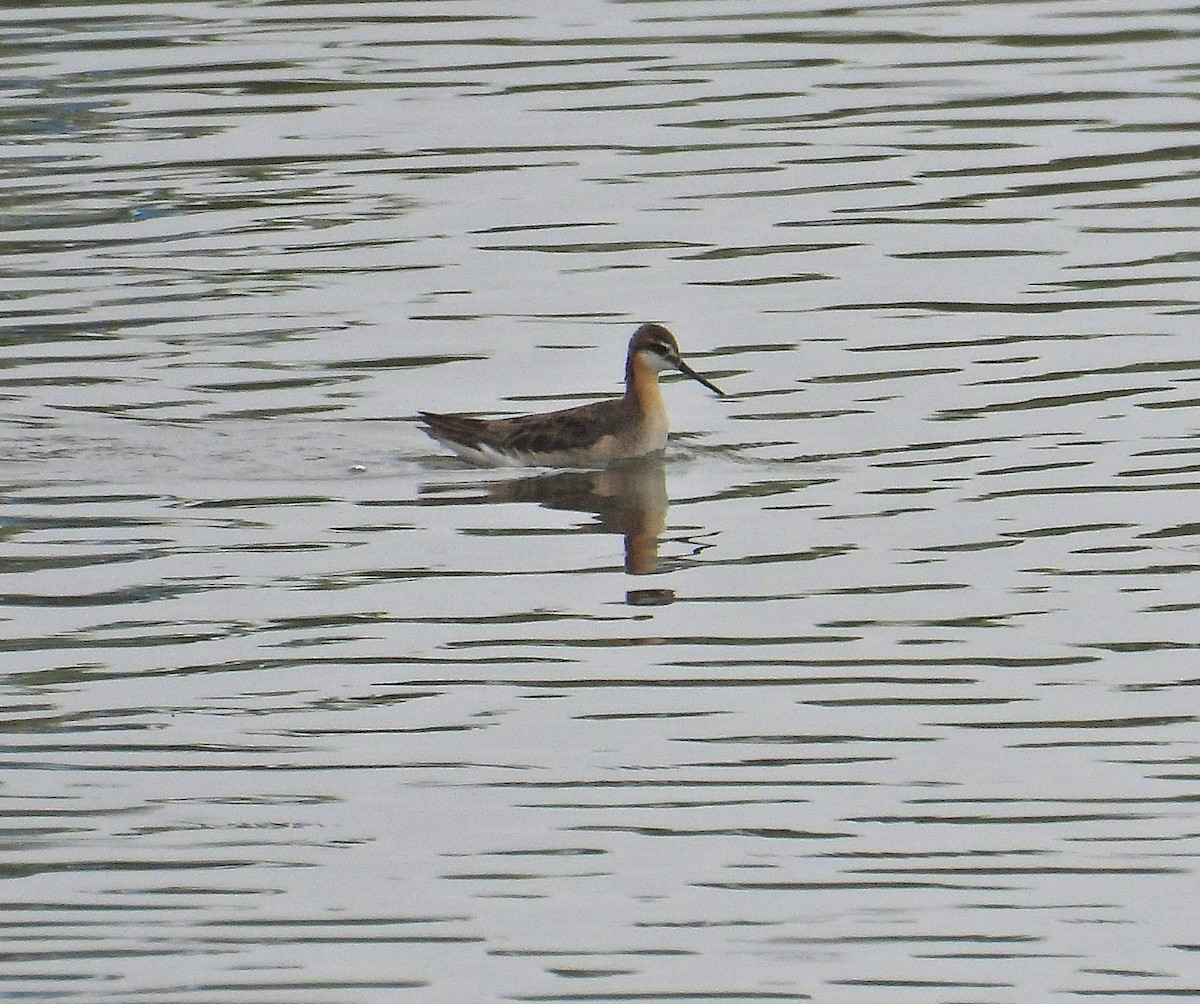 Wilson's Phalarope - ML620578930