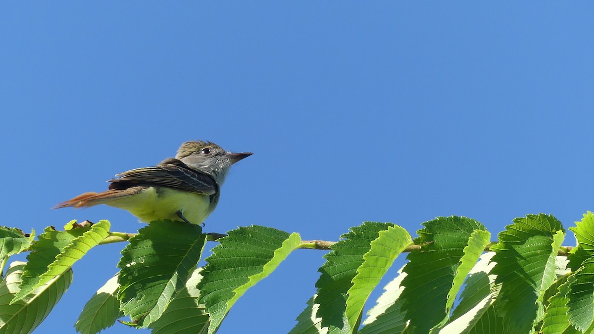 Great Crested Flycatcher - ML620578935