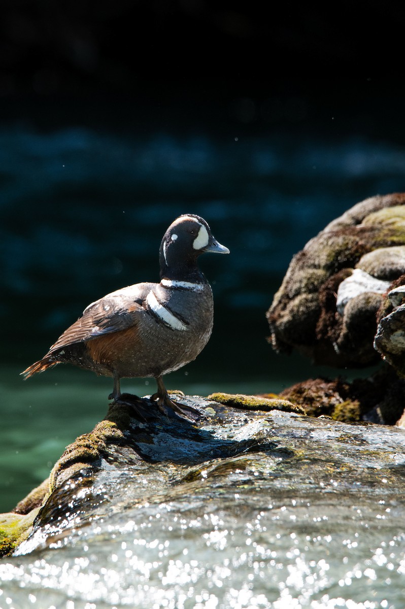 Harlequin Duck - ML620578946