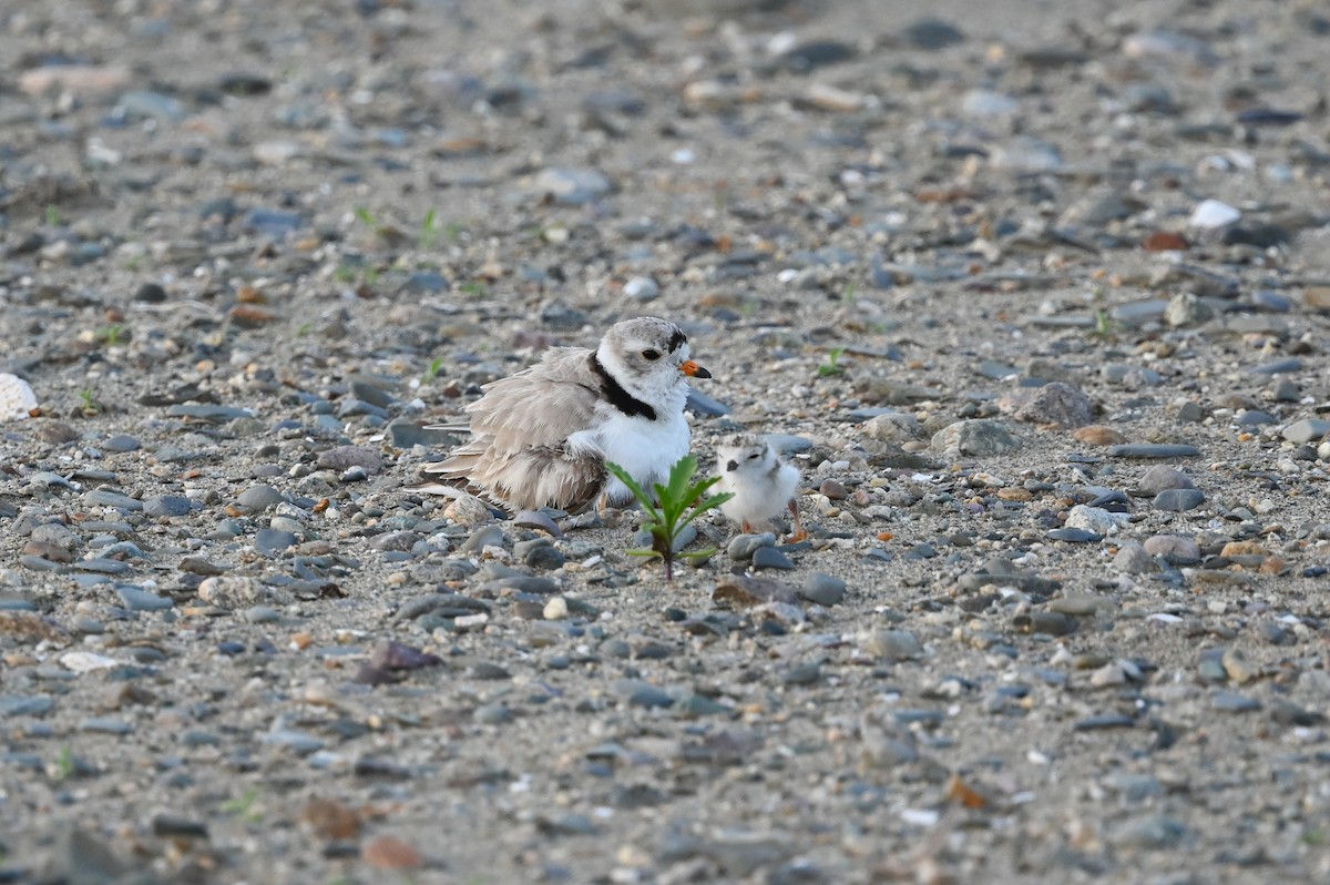 Piping Plover - ML620578950
