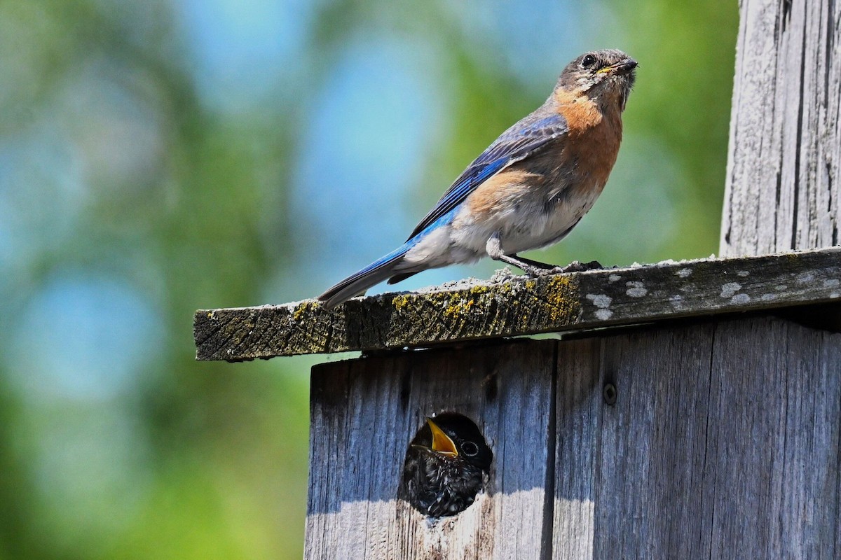 Eastern Bluebird - ML620578954