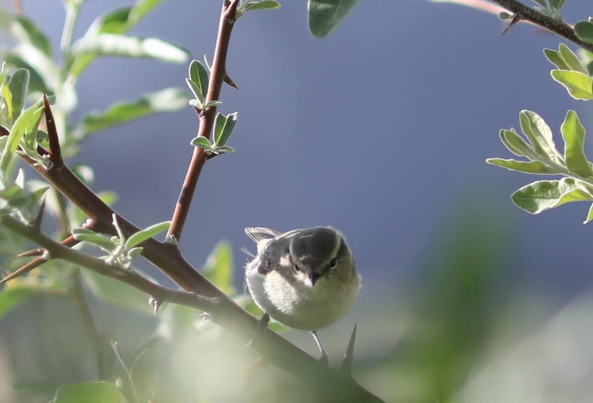 Yellow-browed Warbler - ML620578956