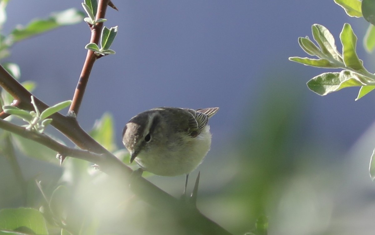 Yellow-browed Warbler - ML620578957