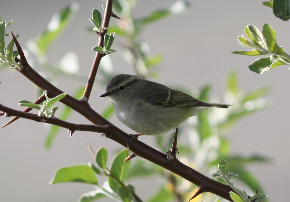 Yellow-browed Warbler - ML620578958