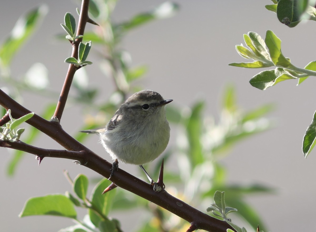 Mosquitero Bilistado - ML620578959