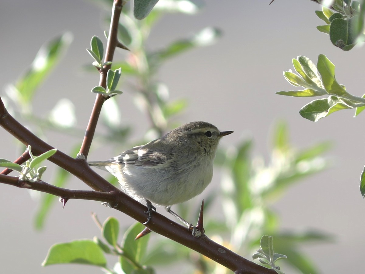 Yellow-browed Warbler - ML620578960