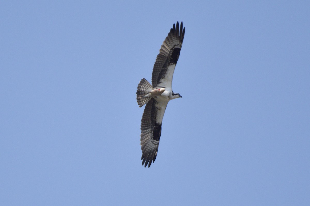 Águila Pescadora - ML620578962