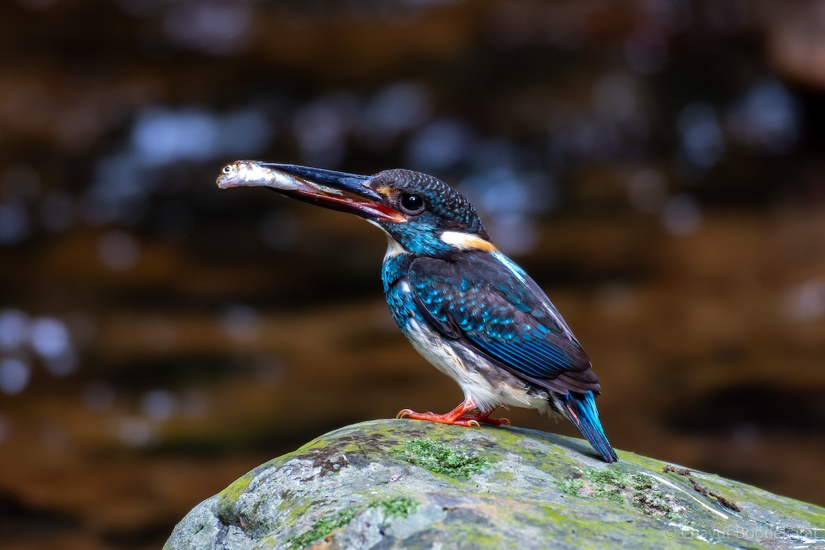 Malaysian Blue-banded Kingfisher - Chayut Boonekarat