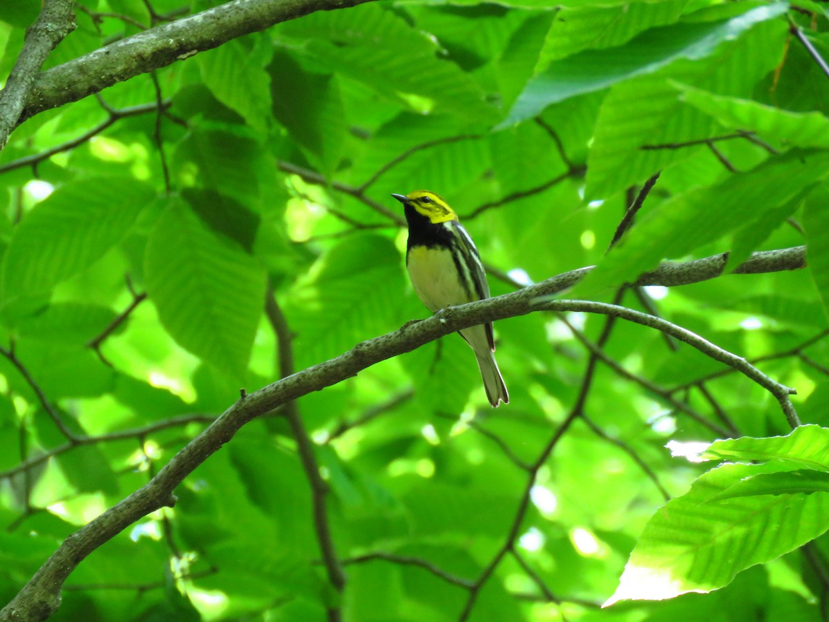 Black-throated Green Warbler - Ken Orich