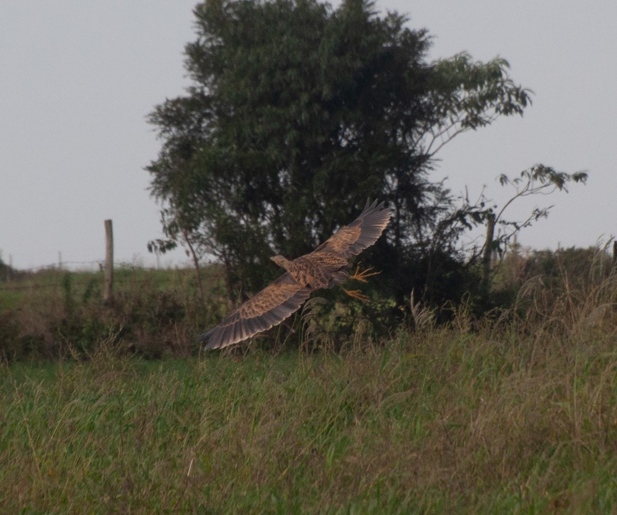 Pinnated Bittern - ML620578976