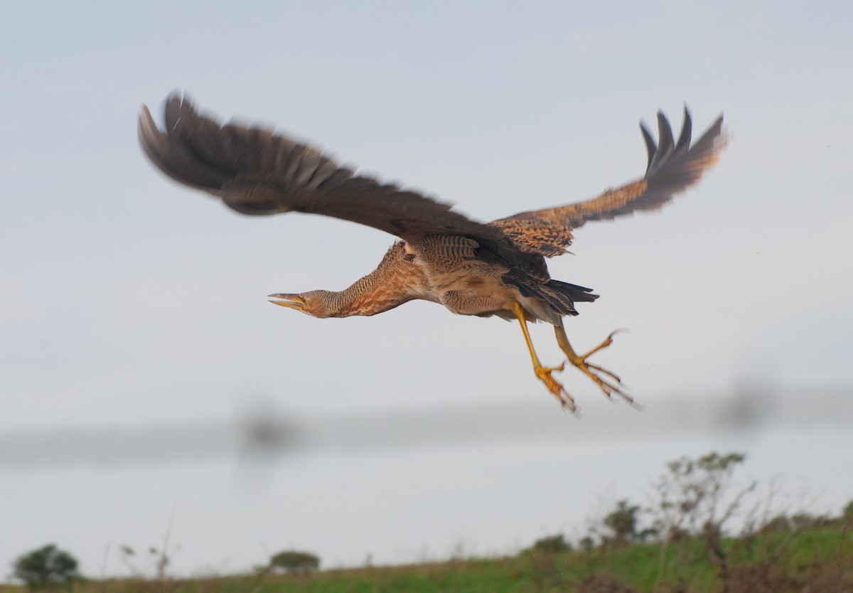 Pinnated Bittern - ML620578977