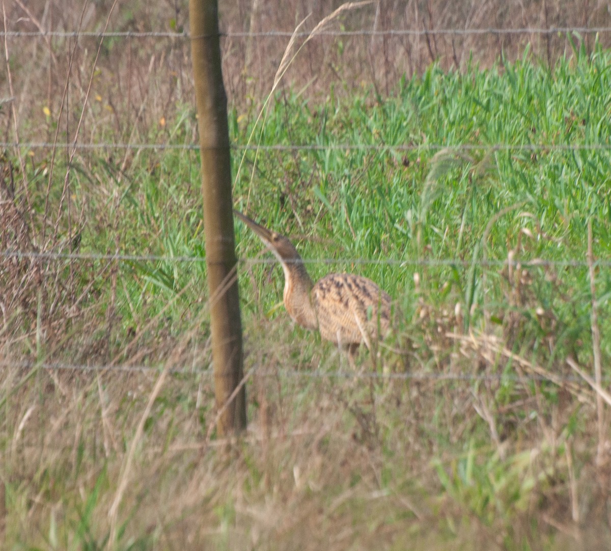 Pinnated Bittern - ML620578978