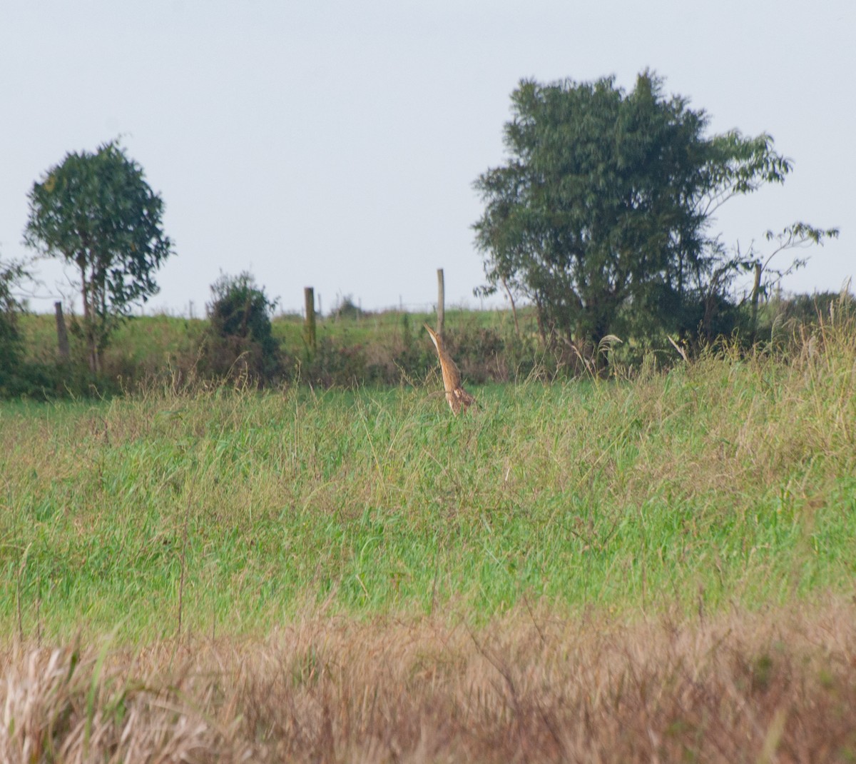 Pinnated Bittern - ML620578979