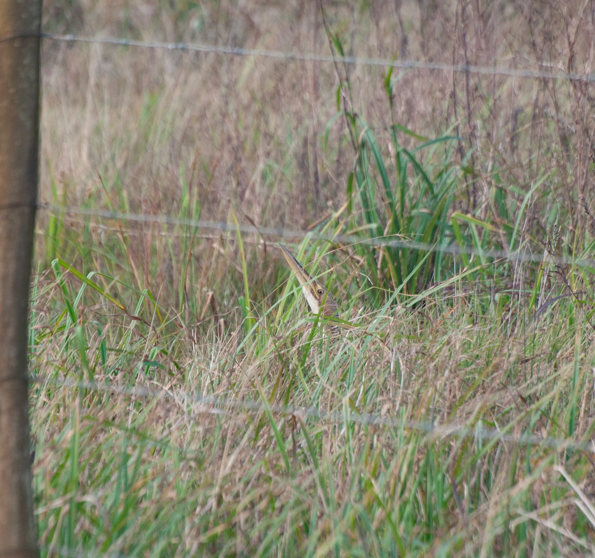 Pinnated Bittern - ML620578980