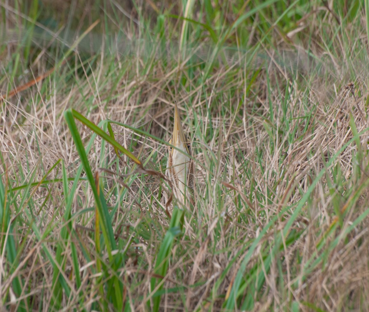 Pinnated Bittern - ML620578981