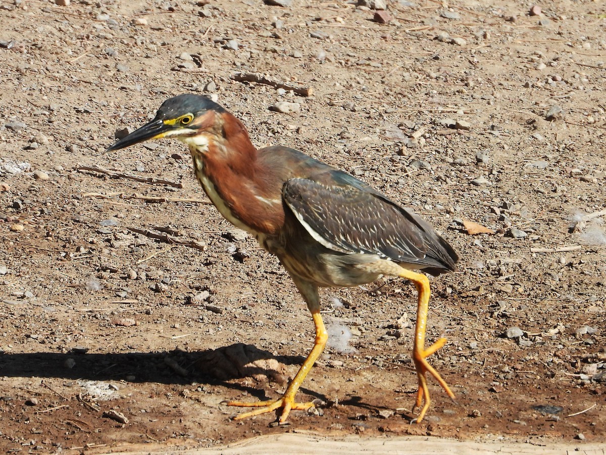 Green Heron - ML620578987