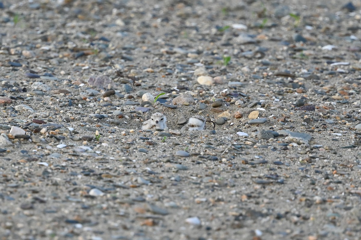Piping Plover - ML620578988