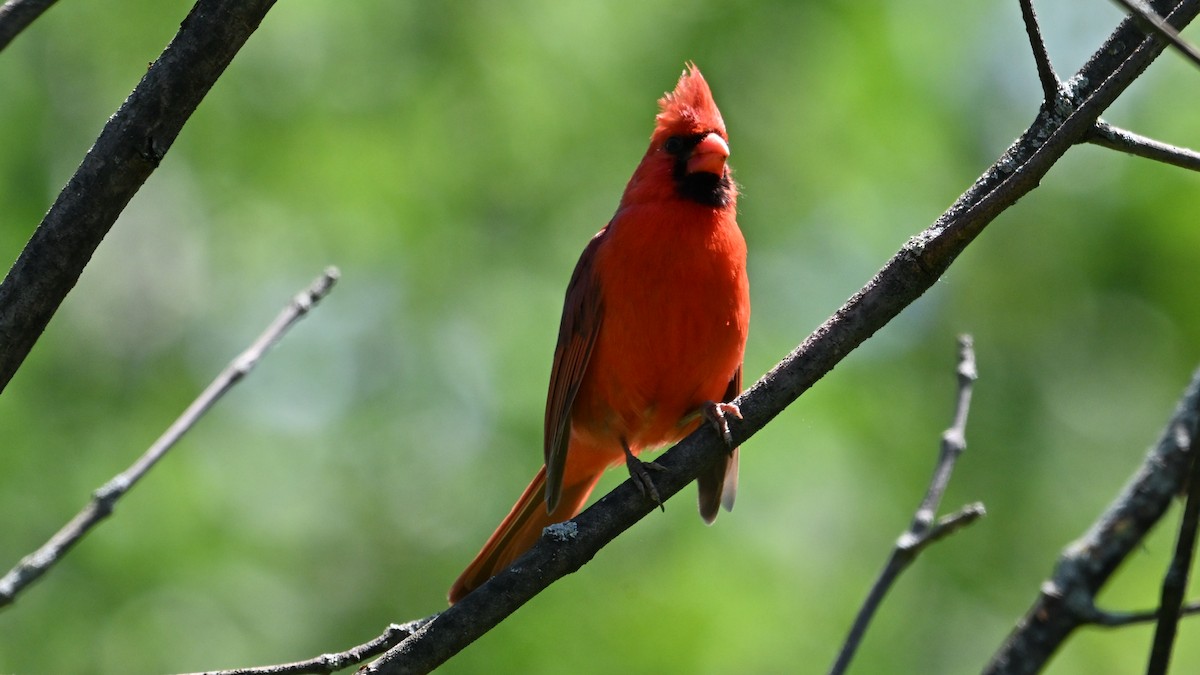 Cardinal rouge - ML620578991