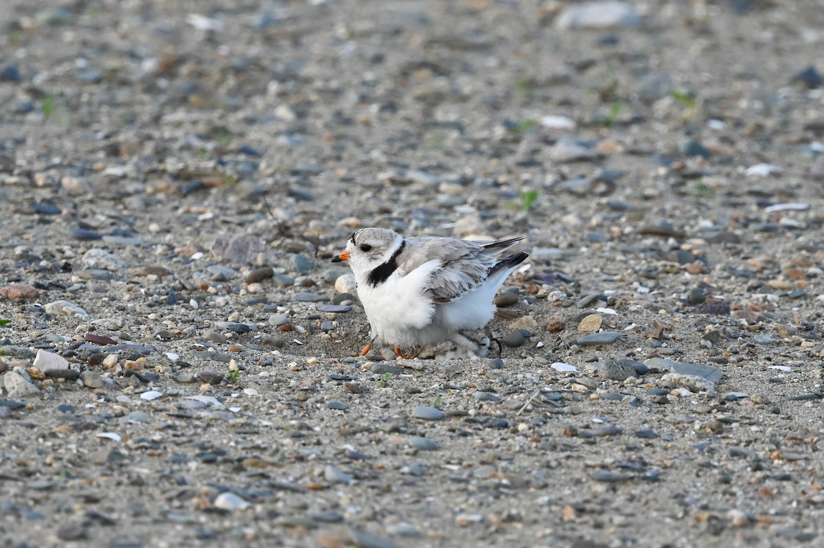 Piping Plover - ML620578997