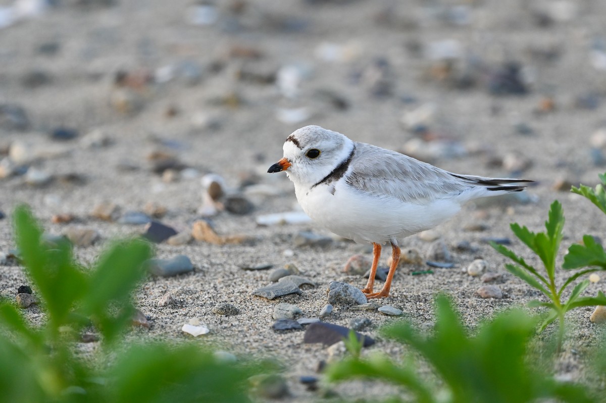 Piping Plover - ML620579000