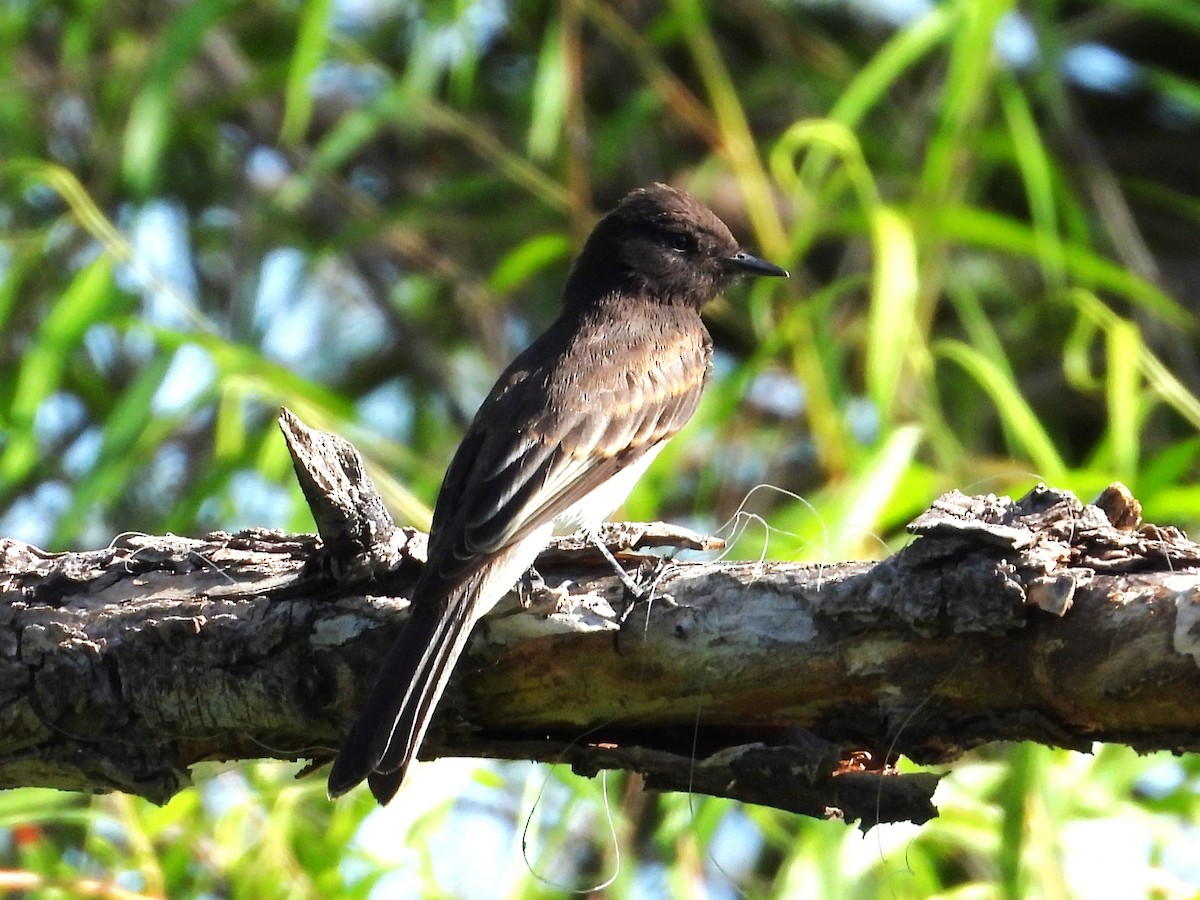 Black Phoebe - ML620579002