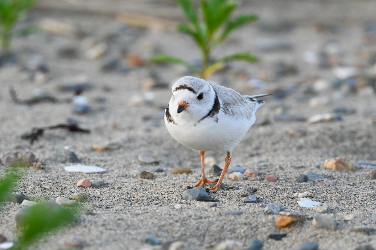Piping Plover - ML620579003